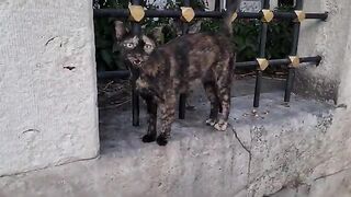 Very cute and curious little kittens.