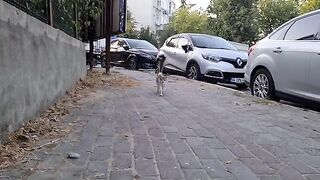 Homeless mother cat living on the street has great eyes.