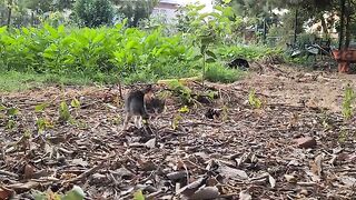 Tiny Kittens are so hungry they are fighting each other for food.