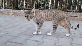 Cute stray cat is afraid of everything that moves.