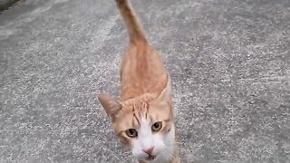 The Meowing sound of the very hungry orange cat will melt your heart.