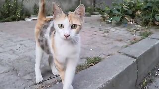 Pregnant cat lives on the streets without care and protection.