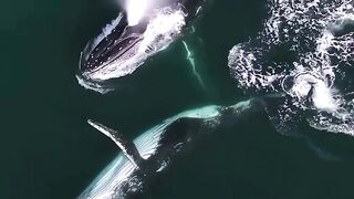 a flock of whales