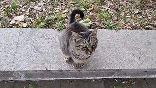 Very cute homeless tabby cat.