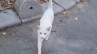 The Angry White Cat surprised me with its calmness.