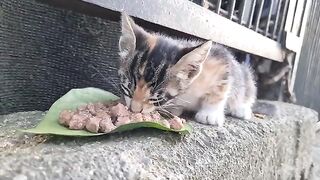 She was so Happy when she gave wet cat food to the cute hungry Kitten.