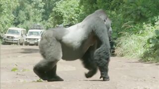 fight between gorilla and green forest.