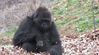 Gorillas playing in leaves.