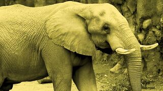 Wild Encounters-Elephant.