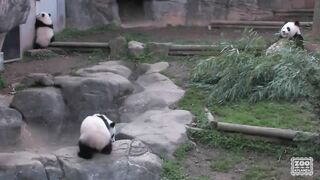 The Giant Panda Cubs First Day.