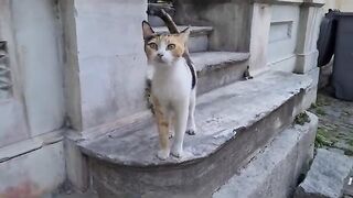 This calico cat is incredibly cute.