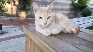 Very cute kitten with eyes of the same color as herself.