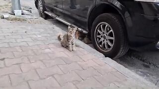 The Kittens are running and hiding under the car, thinking that I will hurt them.