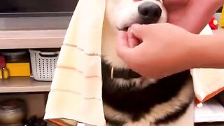 Dog funny video viral TikTok Twitter ????????