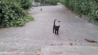 Incredibly beautiful mother cat has Amazing Kittens just like her.