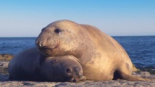 Take a Relaxing Journey Into Patagonia's Wildlife | The Wild Place