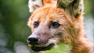 Wild Dog’s Unlikely Friendship | Dogs In The Wild: Meet The Family