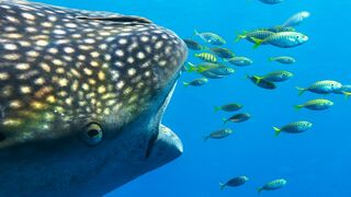 These Fishermen Are Helping Whale Sharks Thrive