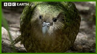 This Parrot is Too Heavy to Fly | South Pacific