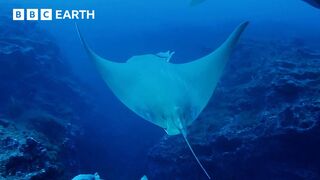 Sting Ray’s Deep Ocean Dive | Animals with Cameras