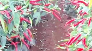 Green chilli Ripe pepper tree.