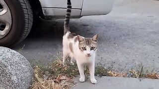 Pregnant cat fights me to get the food in my bag