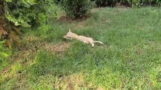 This orange cat is very afraid of people.