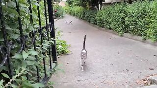 Cute little kittens running from afar asking for food.