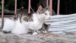 Cute mother cat with two wonderful kittens