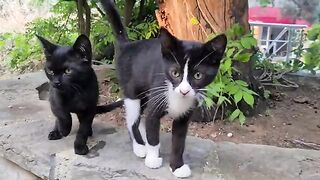 Tuxedo and Black kitten with Beautiful Faces.