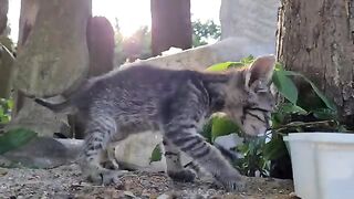 Homeless little kittens are very upset that they live on the street.