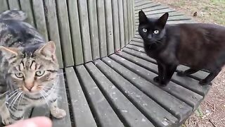 More hungry stray cats gathered around me than I could count.