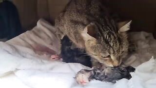 Mother Cat Worried Because Her Kitten Is Showing No Sign Of Life!