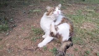 Very Cute Fluffy Stray Cat.