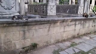 Cute hungry cats sleeping in the cemetery waiting for someone to bring food for them.