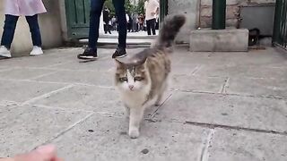 This is the first time I see a cat with such a wonderful tail.