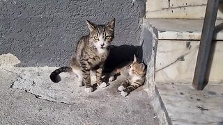 Very cute little Kitten, which is the copy of the mother cat.