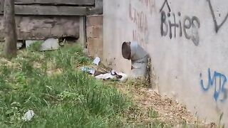 Mother cat has two cute but very timid Kittens.