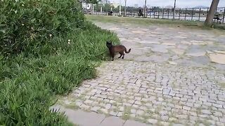 Black stray cat eats grass.