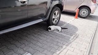 Cute cat sleeps in the shade of a car for protection from the sun.