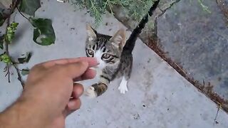 Very cute kittens living in the park.