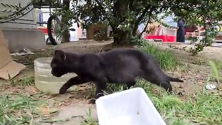 Very cute little black kitten very hungry.