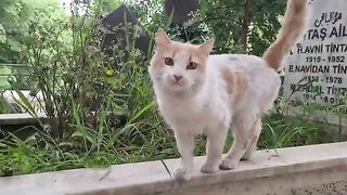 Very cute male Stray Cat with adorable face.