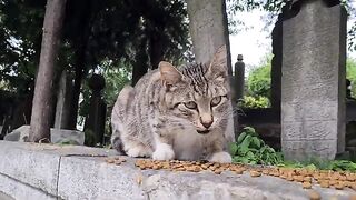 Mother cat wets and licks her paw to drink water.