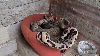 Cute little kittens sleeping hugging their mother.