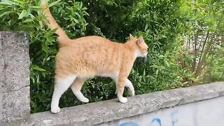 Very cute The movements of the orange stray cat are very nice