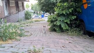 Cute mother cat looks very hungry.