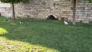 Cute stray cat with gorgeous yellow bright eyes.