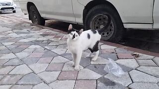 Stray Cat With Perfect Black and White Patterns.