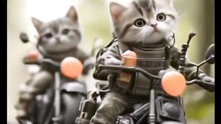 "Special Forces Kittens on a Mission"